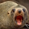 Lachtan Forsteruv - Arctocephalus forsteri - New Zealand Fur Seal - kekeno 8203